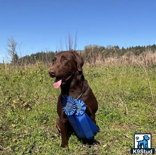 Labrador Retriever stud dog